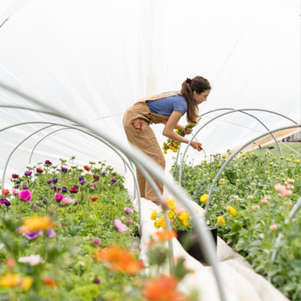 jeune fille penchée sur une culture de fleurs